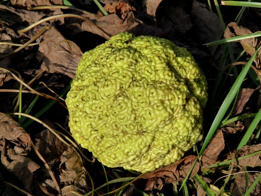 {Maclura pomifera}
